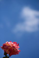 薔薇　朝雲　４