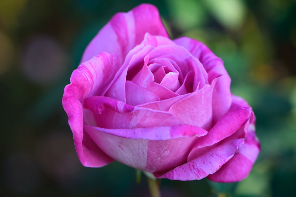 薔薇　キャンディ　ストライプ