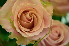 いけばな展の薔薇