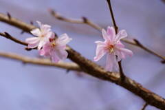 冬桜
