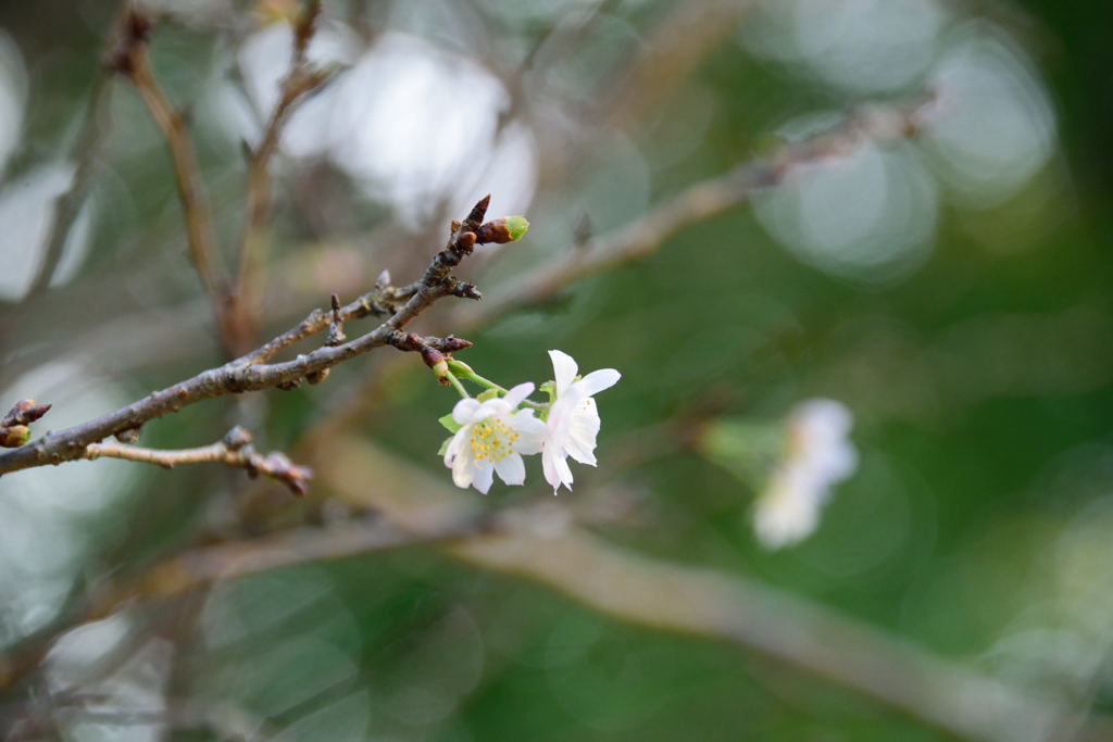 十月桜