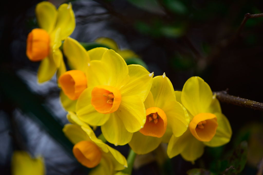 黄水仙たち