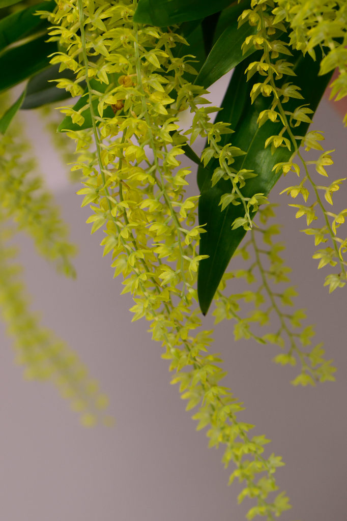 蘭　デンドロキルム