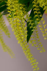 蘭　デンドロキルム