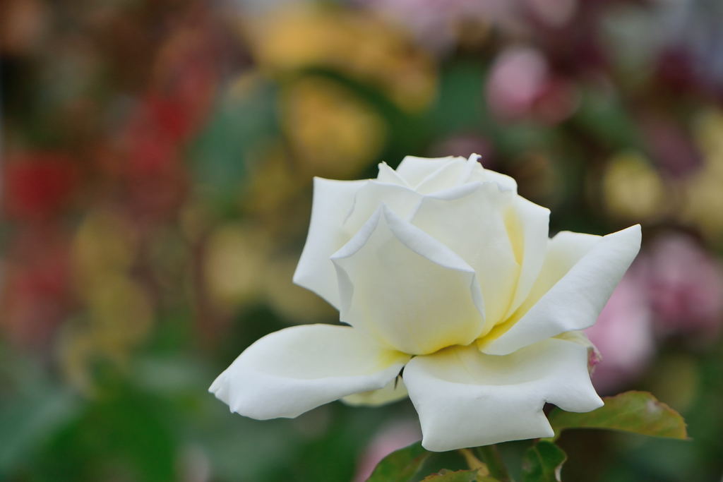 薔薇　ノース・フレグランス