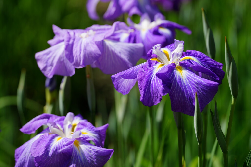 花菖蒲