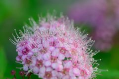 しもつけ　蕊