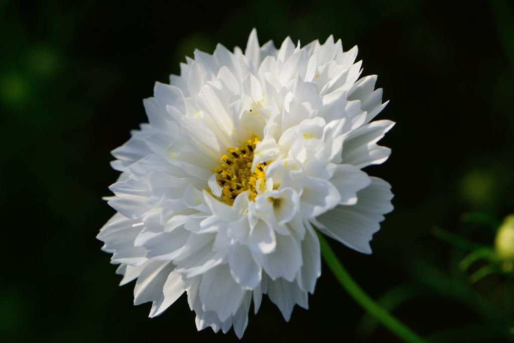 秋桜　スノーパフ　２