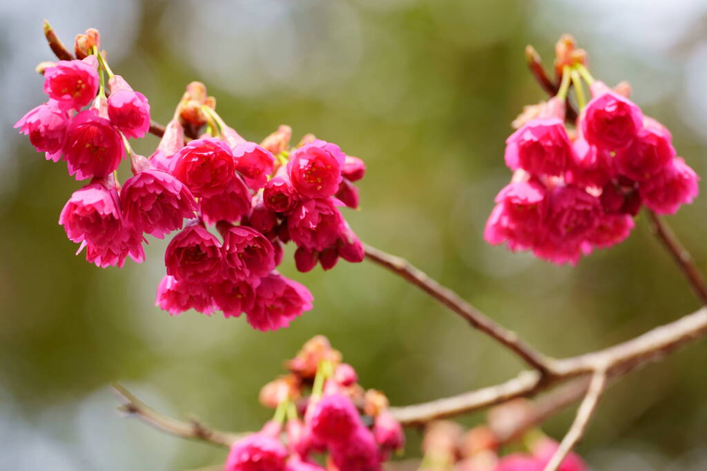 寒緋桜　３