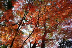 まだまだ紅葉　３