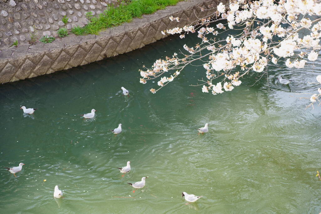 ユリカモメの花見
