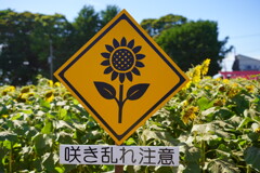悲報　藤崎ひまわり回廊　咲き乱れ注意