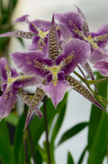 蘭　ミルタシア