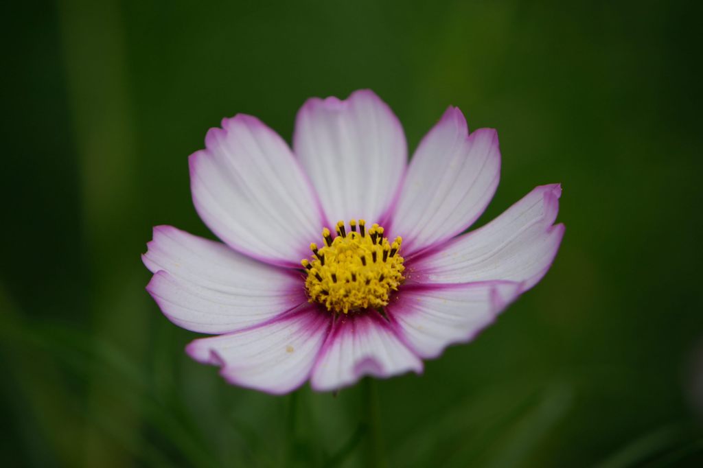 秋桜　キャンディストライプ　1