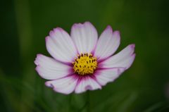 秋桜　キャンディストライプ　1