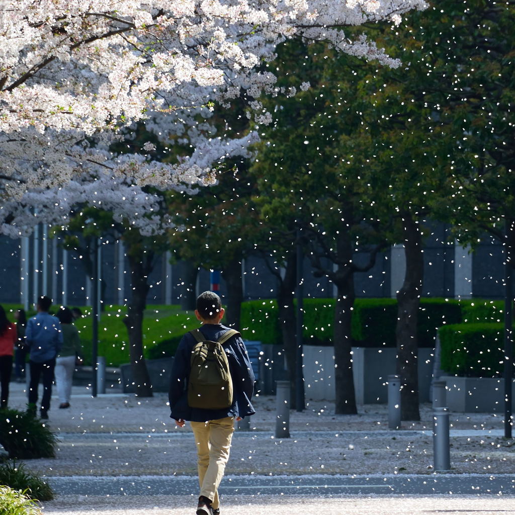 桜吹雪　２