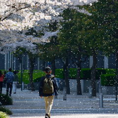 桜吹雪　２