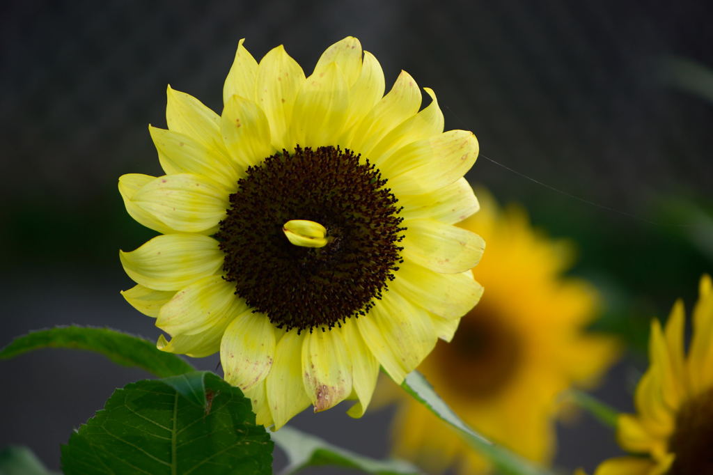 向日葵　モネパレット　:-p