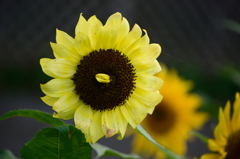 向日葵　モネパレット　:-p