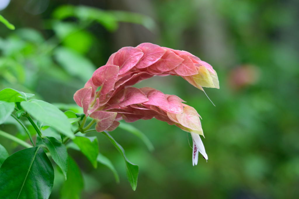 小海老草