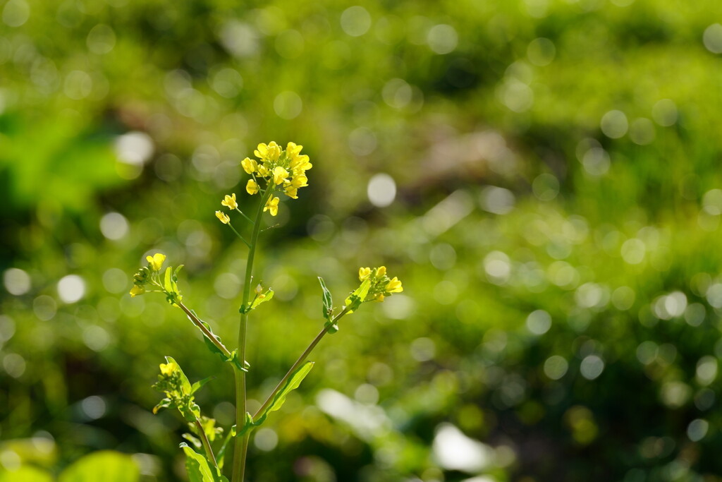 菜の花