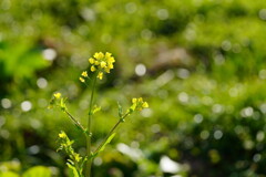 菜の花