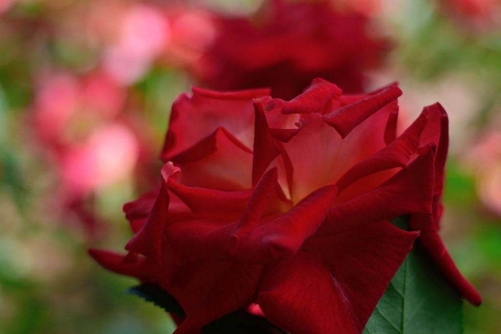薔薇　かがやき