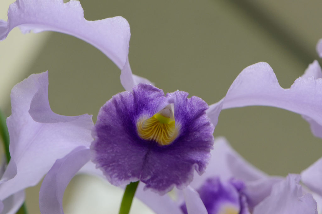 蘭 カトレア 青