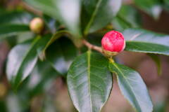 椿　紅卜半　３