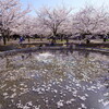 さくら広場　花筏