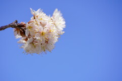 桜　唐実桜
