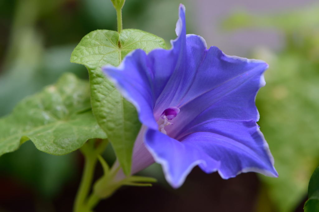 朝顔が咲きました２