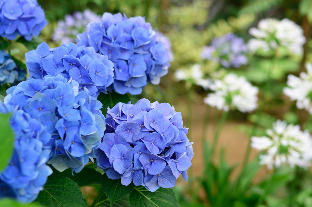 紫陽花　そして、アガパンサス