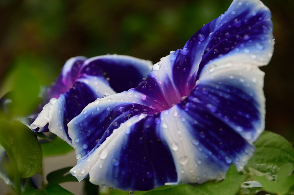 朝顔　富士の紫