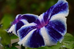 朝顔　富士の紫