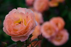 薔薇　レディ・エマ・ハミルトン