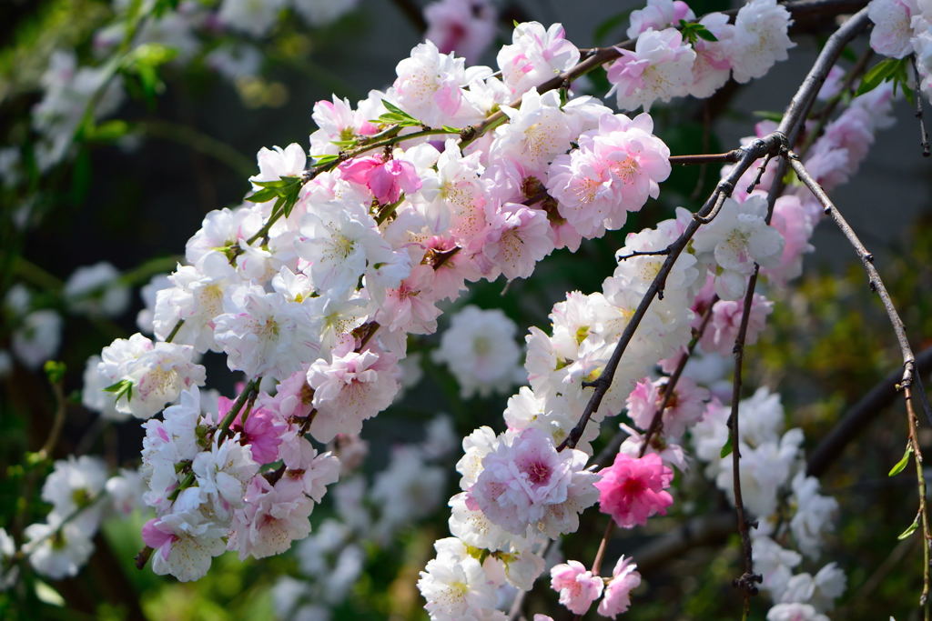 花桃　１