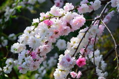 花桃　１