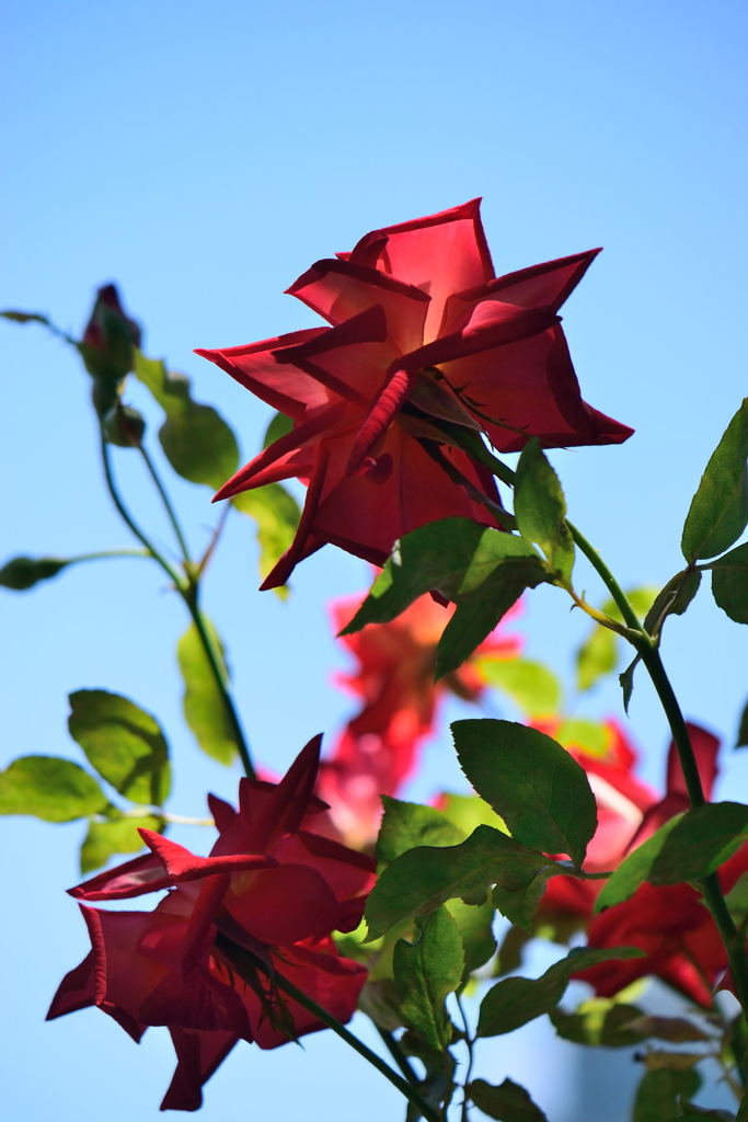 薔薇　かがやき