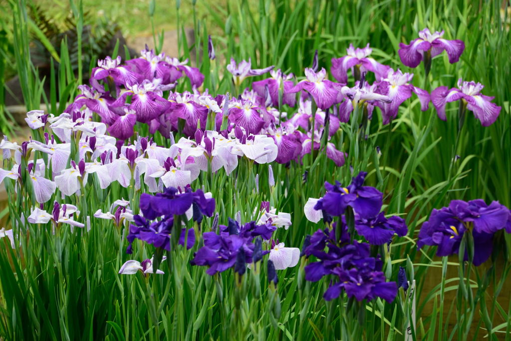 菖蒲田