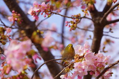 サクジロー　４