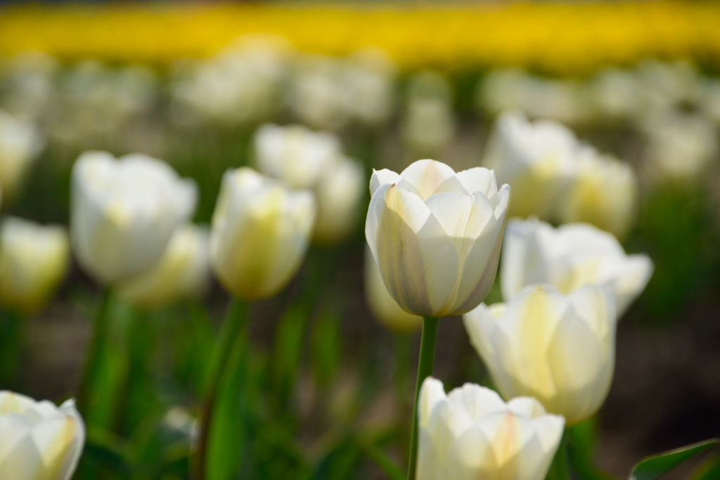 チューリップ　クリアウォーター