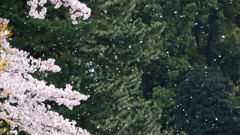 桜吹雪