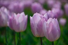 チューリップ　キャンディープリンス