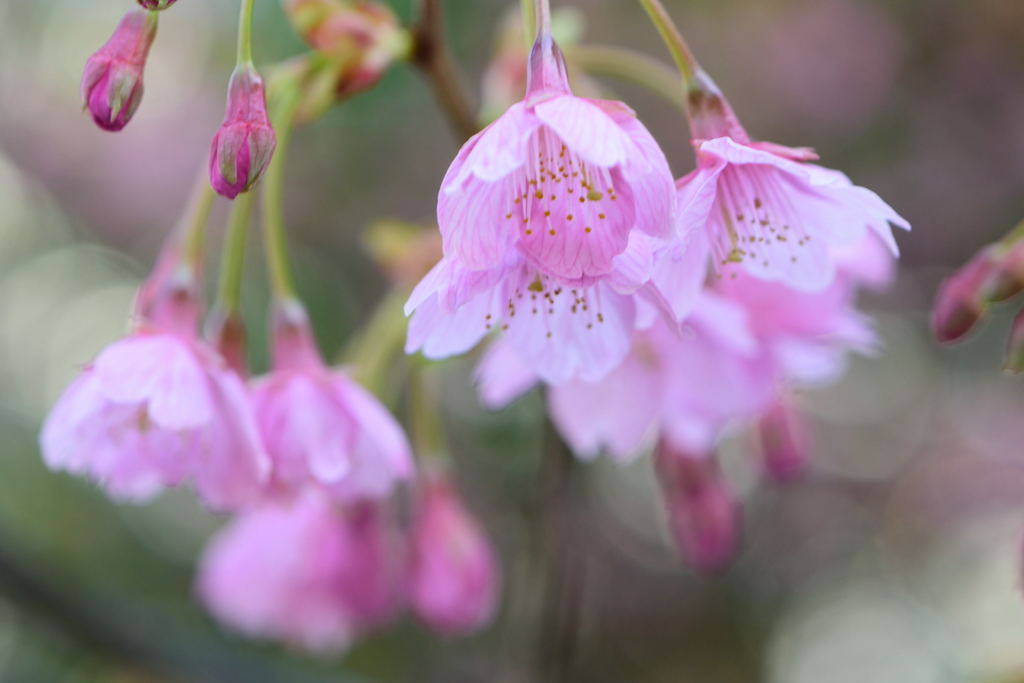 河津桜　７