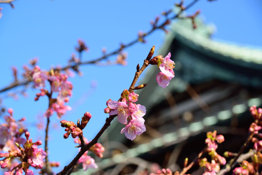 河津桜　５