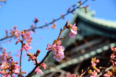 河津桜　５