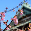 河津桜　５