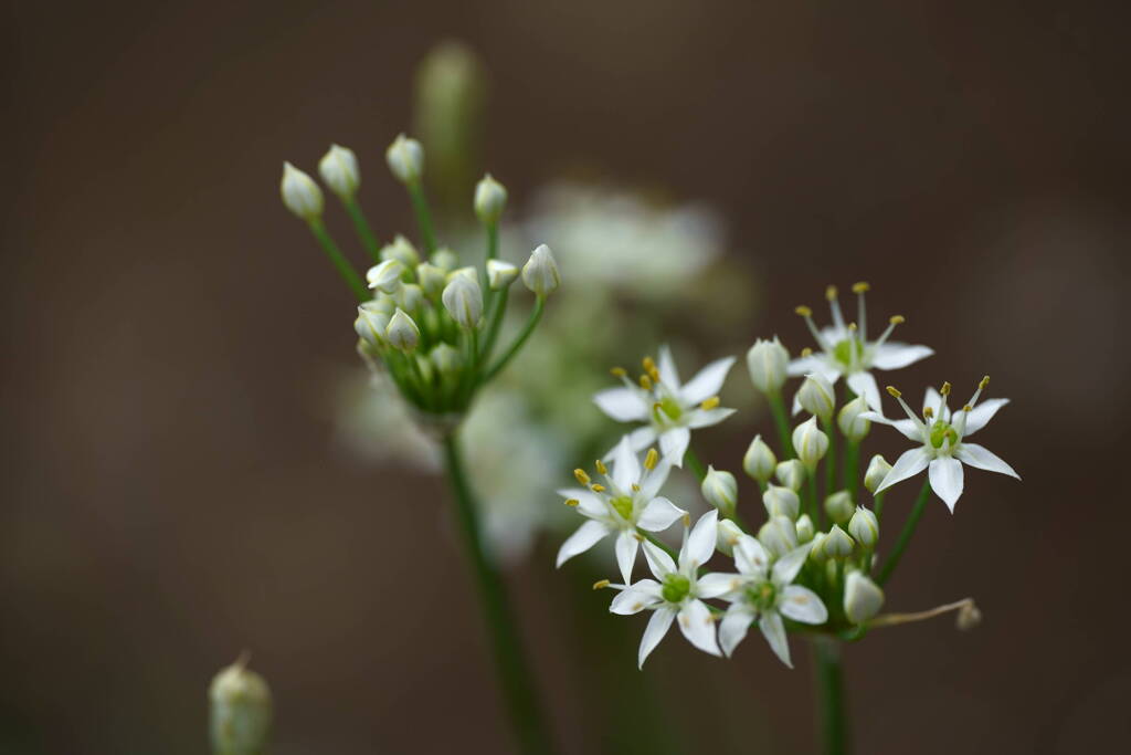 ニラの花