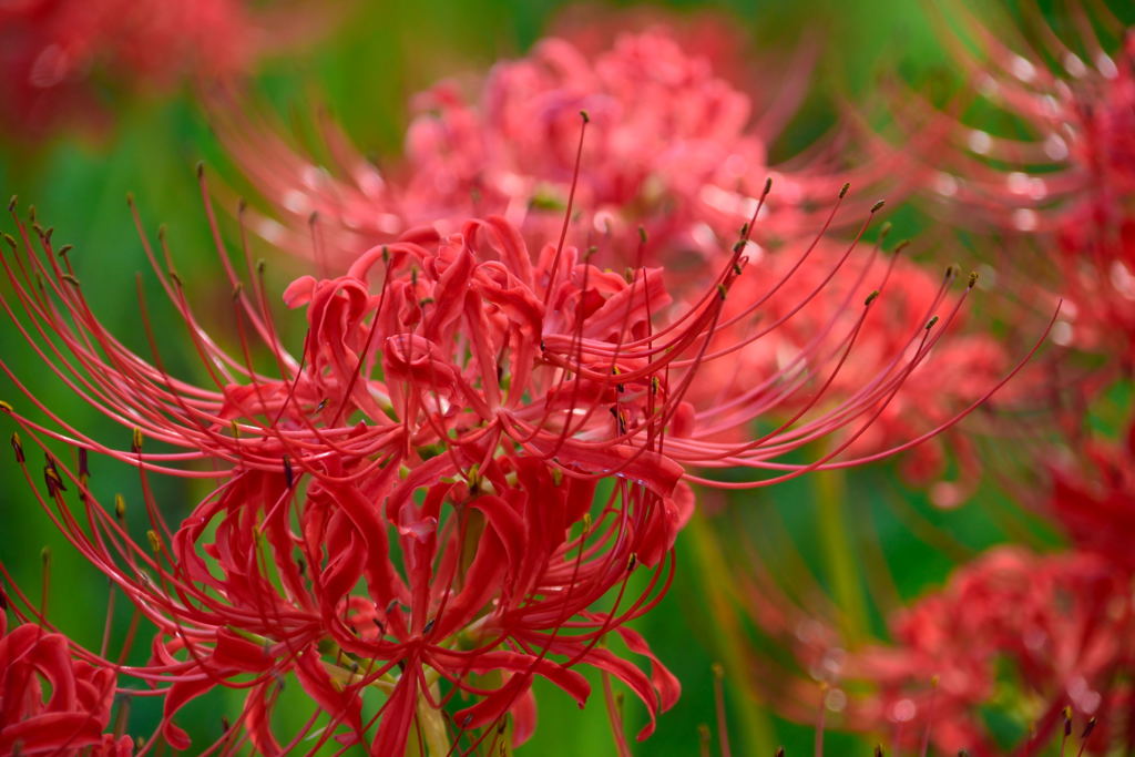 権現堂　彼岸花　８